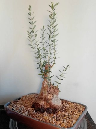Bonsái Acebuche Yamadori