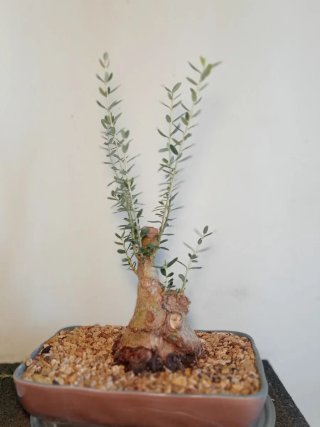 Bonsái Acebuche Yamadori