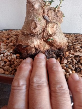 Bonsái Acebuche Yamadori