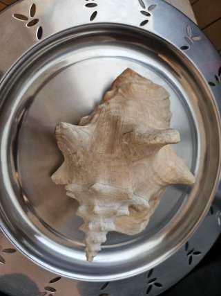 Conchiglia di mare grande