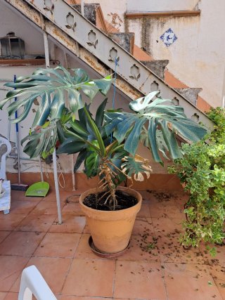 Monstera Deliciosa Grande Saludable