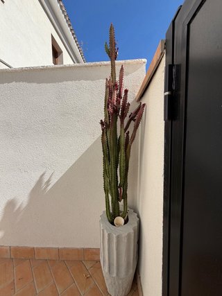 Cactus grandes 3 plantas SIN TIESTOS