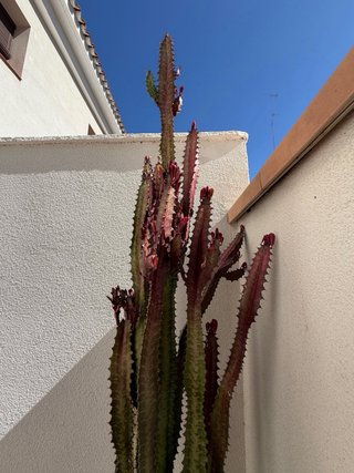 Cactus grandes 3 plantas SIN TIESTOS
