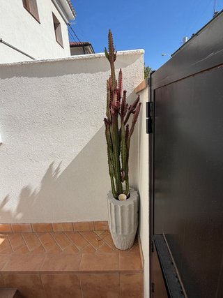 Cactus grandes 3 plantas SIN TIESTOS