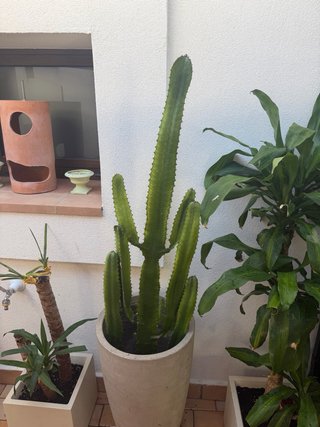 Cactus grandes 3 plantas SIN TIESTOS