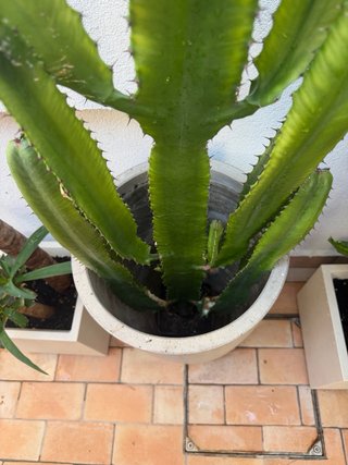 Cactus grandes 3 plantas SIN TIESTOS