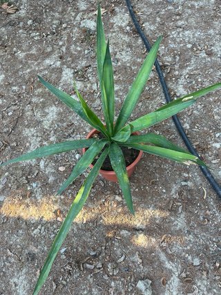 Maceta Yuca de la clase real, muy resistente