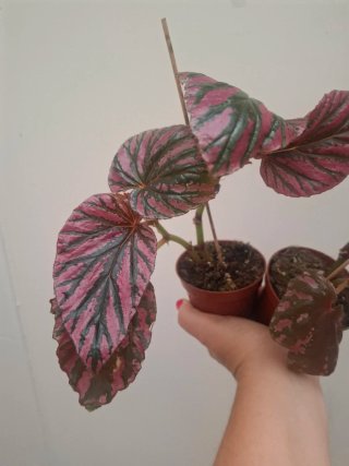 Planta Begonia Breviminosa. Precio unidad.