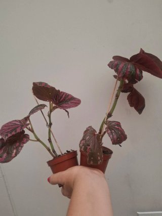 Planta Begonia Breviminosa. Precio unidad.