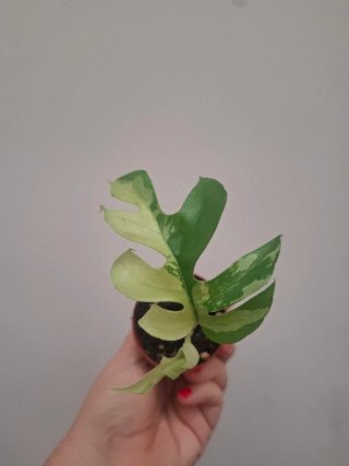 Monstera Minima Variegada Bebé