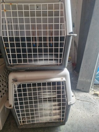 Transportines para perro mediano
