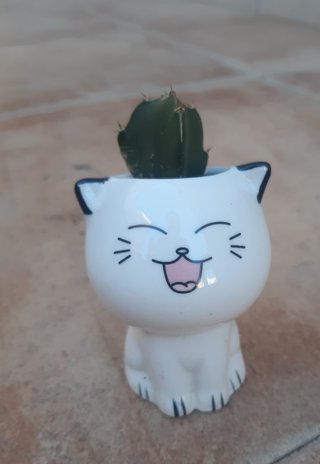 Cactus macetas de Cerámica Varios. Precio en texto