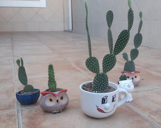 Cactus macetas de Cerámica Varios. Precio en texto
