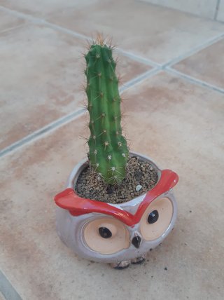 Cactus macetas de Cerámica Varios. Precio en texto