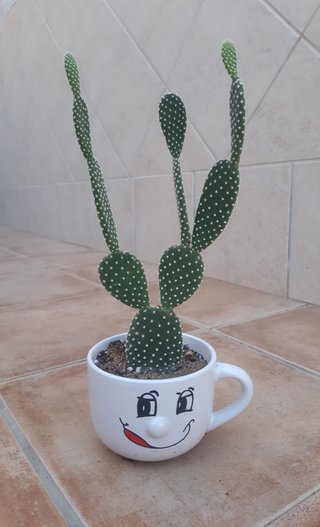 Cactus macetas de Cerámica Varios. Precio en texto