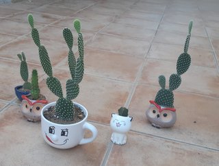 Cactus macetas de Cerámica Varios. Precio en texto