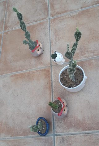 Cactus macetas de Cerámica Varios. Precio en texto