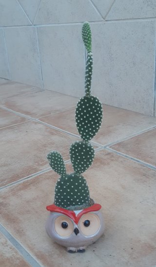 Cactus macetas de Cerámica Varios. Precio en texto