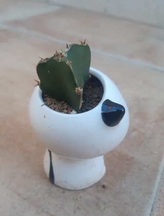Cactus macetas de Cerámica Varios. Precio en texto