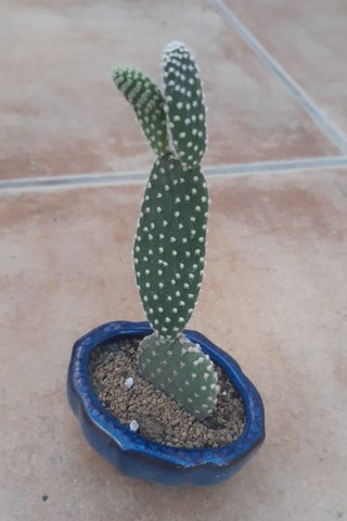 Cactus macetas de Cerámica Varios. Precio en texto