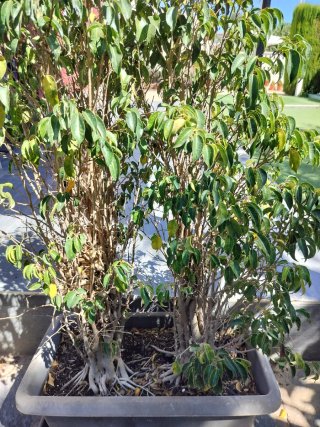 Ficus en maceta