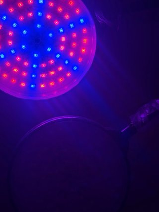 Lámpara LED Cultivo Plantas Control Temporizador