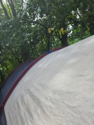 Avancé Westfalia Scout