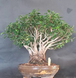 Ficus retusa Tiger Bark bonsai espectacular