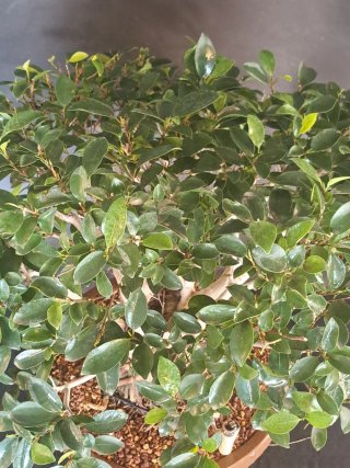 Ficus retusa Tiger Bark bonsai espectacular