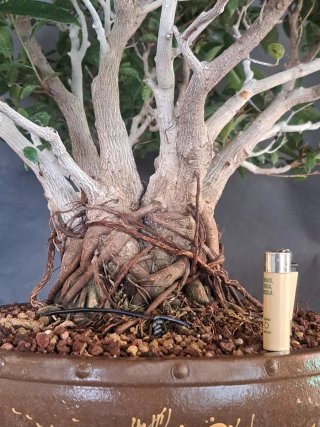 Ficus retusa Tiger Bark bonsai espectacular