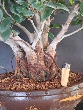 Ficus retusa Tiger Bark bonsai espectacular