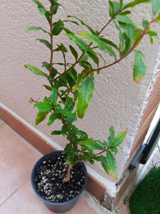 Árbol de granada en maceta