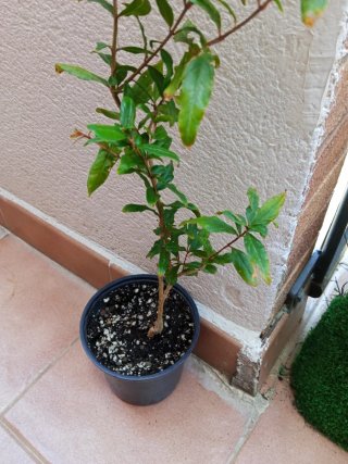 Árbol de granada en maceta