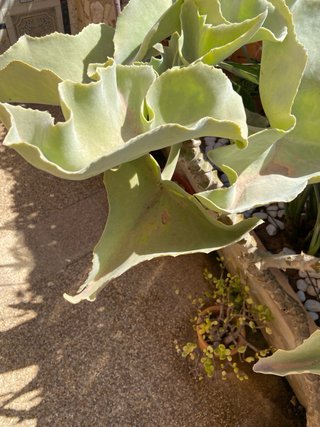 4 Plantas Kalanchoe beharensis