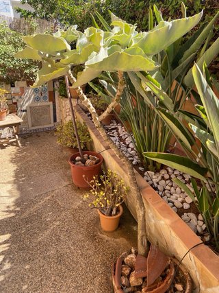 4 Plantas Kalanchoe beharensis
