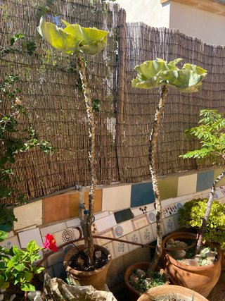 4 Plantas Kalanchoe beharensis
