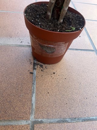 Planta Monstera Artificial Grande