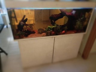 REGALO acuario grande con mueble.