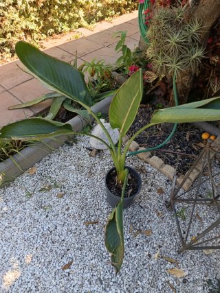 Ave del paraíso planta