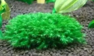 Musgo Fissidens Fontanus per acquari