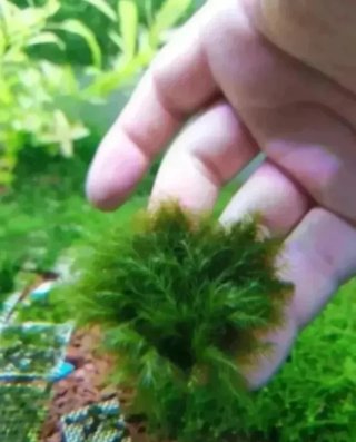 Musgo Fissidens Fontanus per acquari