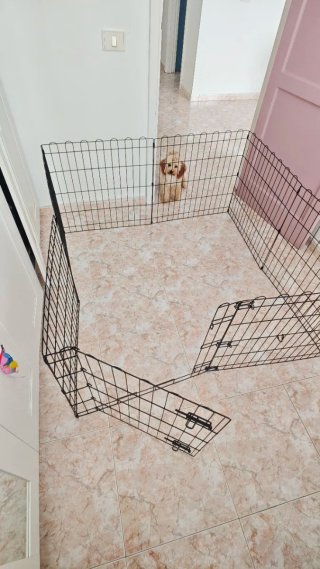 Parque para mascotas plegable 61cm alto.