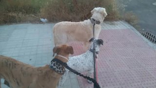 Paseadora de perros y cuidadora de gatos Mérida