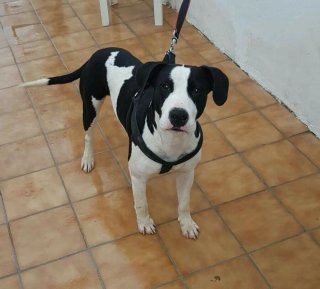 Paseadora de perros y cuidadora de gatos Mérida