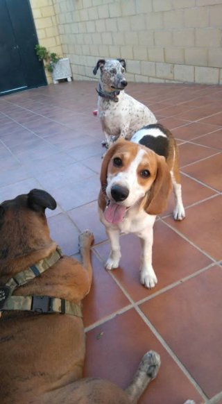 Paseadora de perros y cuidadora de gatos Mérida