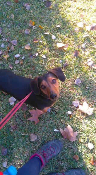 Paseadora de perros y cuidadora de gatos Mérida