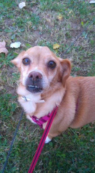 Paseadora de perros y cuidadora de gatos Mérida