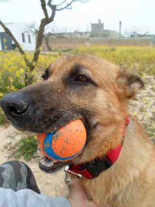 Paseadora de perros y cuidadora de gatos Mérida