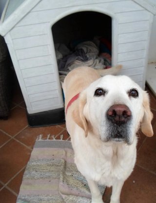 Paseadora de perros y cuidadora de gatos Mérida