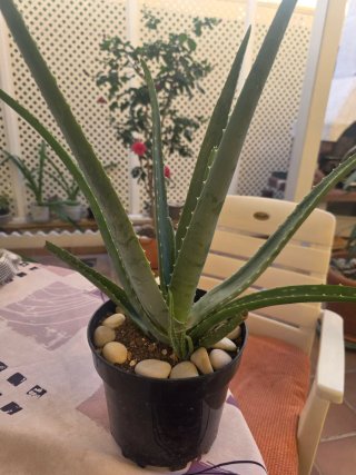 Planta Aloe Vera en Maceta Negra